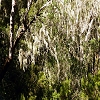 Plants: image 7 Of 208 Thumb